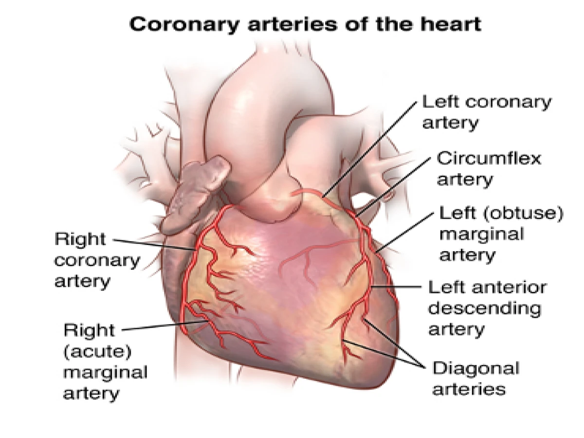 The branches of coronary arteries anatomy